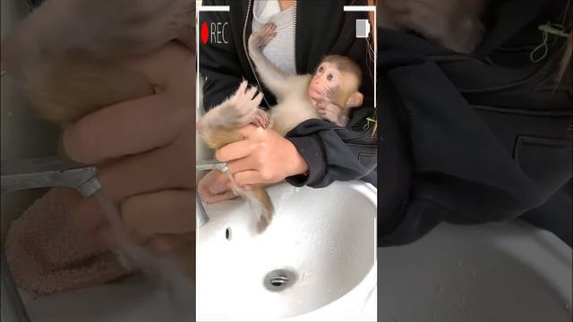 The Best of Monkey Eating Videos - A Funny Monkeys Compilation Ep100