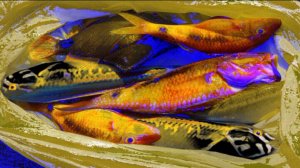 РЫБАЛКА. СТРАЫ МИРА. БАЛИ. ВИДЕО.