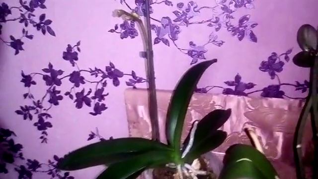 Орхидея - размножение - деление куста - семена смотреть онлайн
