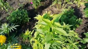 САМЫЕ КРАСИВЫЕ И НЕПРИХОТЛИВЫЕ МНОГОЛЕТНИКИ, КОТОРЫЕ ЦВЕТУТ ПРОДОЛЖИТЕЛЬНО.