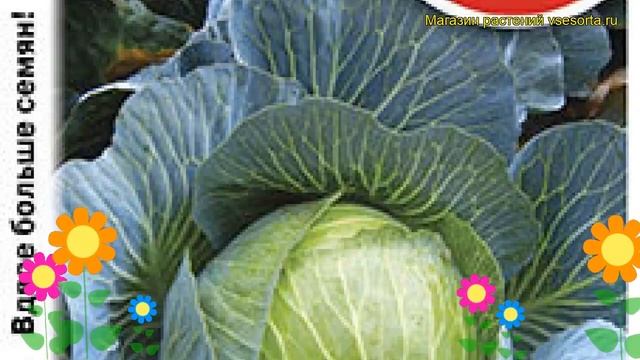 Капуста белокочанная номер первый Грибовский 147. Краткий обзор, описание brássica olerácea смотреть онлайн