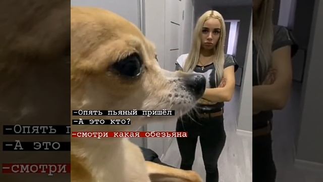 Смотри какая обезьяна / приколы, анекдоты, короткие ролики из вотсапп