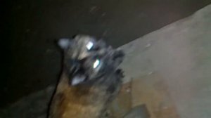 Милый ночной кот мяучет \ Cute night cat meow