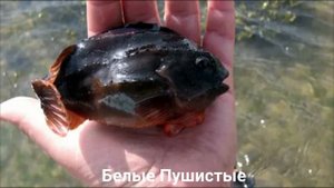 ПИНАГОР?/Рыбы/Животные/Интересные факты