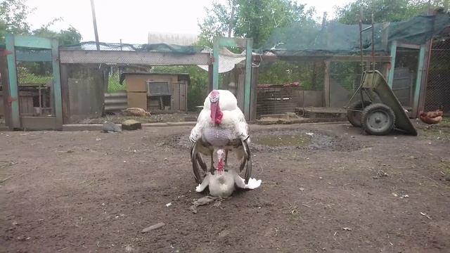 Зачем индюк выщипывает себе перья на груди?