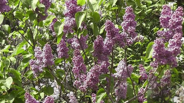 Главный Ботанический сад. Сиреневый вальс