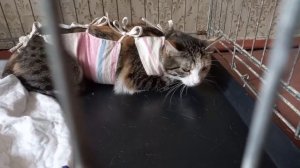 Отлов и стерилизация дикой бездомной кошки #4 : от А до Я (март 2021)