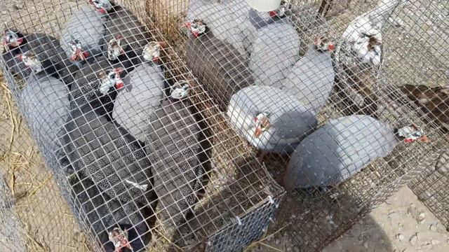 ДАГЕСТАН  - РЫНОК 19 АПРЕЛЯ 2020 смотреть онлайн