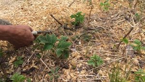 Малина «Зюгана» - нужно ли обрезать?