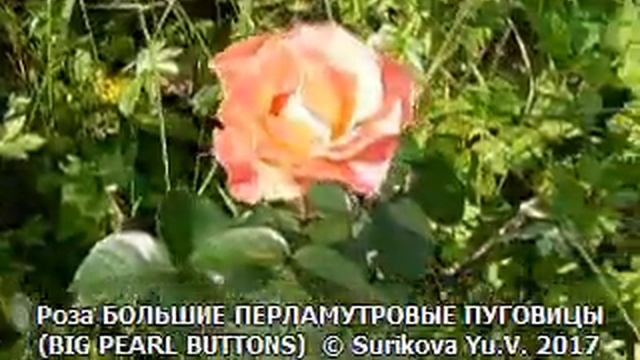 Роза БОЛЬШИЕ ПЕРЛАМУТРОВЫЕ ПУГОВИЦЫ Rosa BIG PEARL BUTTONS смотреть онлайн