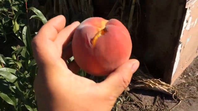 «Король персиков»Редхейвен смотреть онлайн