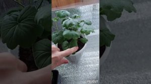 прищипка черенка пеларгонии 👌,формируем пышный кустик👌
