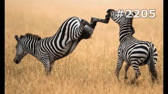 #2205. Зебры (В мире животных) смотреть онлайн