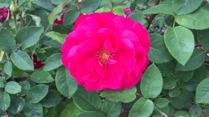 L. D. BRAITHWAITE rose