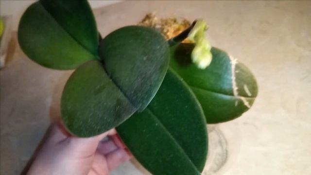 Итоговый результат использовании японского удобрения. Результат вдохновляет. смотреть онлайн