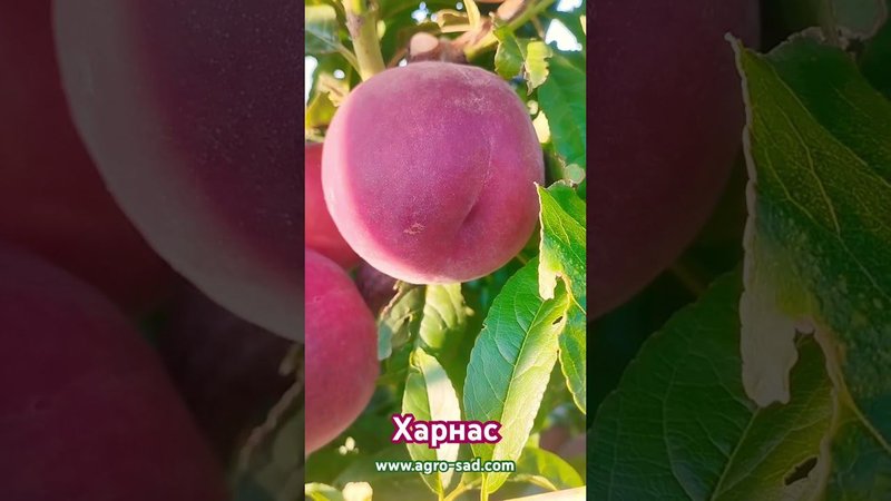 Ранний канадский персик Харнас (Harnas)