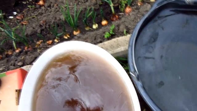 Подкормка + полив винограда смотреть онлайн