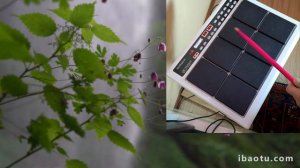 гр Созвездие Ширин 2024 год