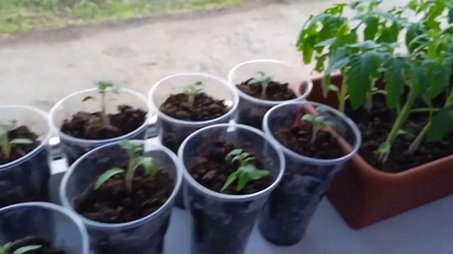 Купили холодильник/Моя рассада / смотреть онлайн