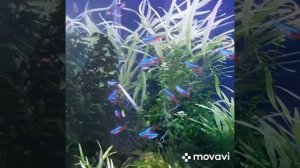 Неонки аквариумные рыбки