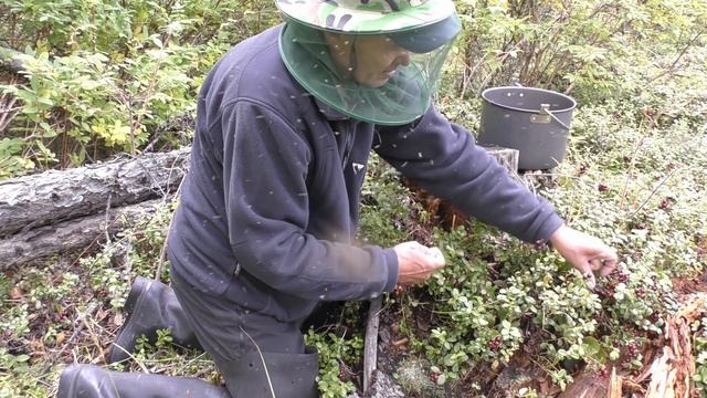 За брусникой! смотреть онлайн