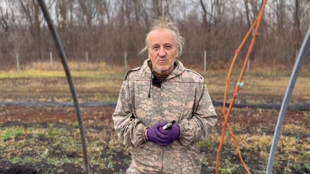 Сложно ли выращивать виноград? #виноградник #винограднадаче #виноград