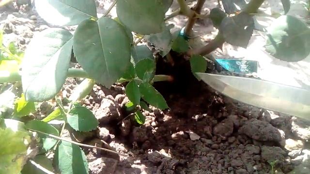 Роза или шиповник? Наглядный пример. смотреть онлайн