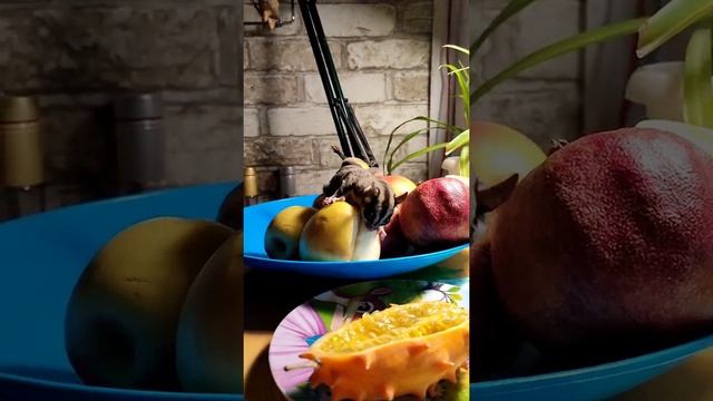 Сахарный поссум, Милашка, "белка летяга" домашняя Любимка смотреть онлайн