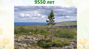 Однолетние и многолетние растения