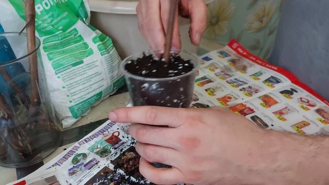 Посадка пророщенных черенков винограда в стаканчики смотреть онлайн