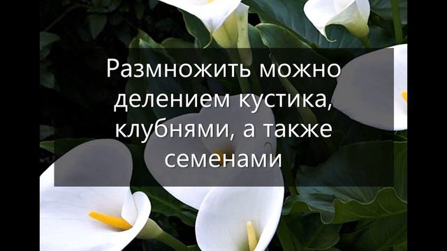 Каллы. Весенняя посадка и уход!!!