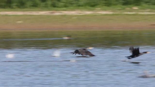 A "Gulp" of feeding Cormorants смотреть онлайн