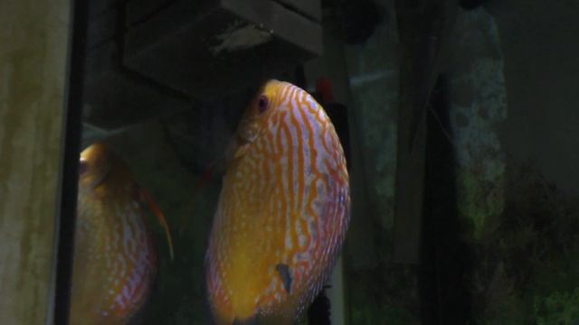 Холостая самка Дискуса откладывает икру смотреть онлайн