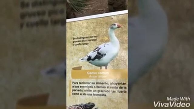 flora y fauna - Isela Vega смотреть онлайн