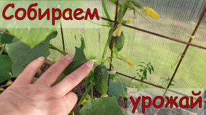 УЖЕ СОБИРАЕМ УРОЖАЙ***МОИ СМЕШАННЫЕ ПОСАДКИ ОВОЩЕЙ В ТЕПЛИЦЕ.