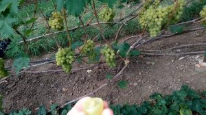 @Виноград 2019 Виноград Валек Отзыв о винограде