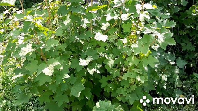 Наш сад# розы, ягоды; гранат растущий на веранде# Подписывайтесь и ставьте ?❤ смотреть онлайн