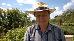 Черная смородина , сорта Софиевская , Илья Муромец , Козацкая