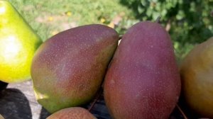 Осенние и зимние груши: обзор некоторых сортов