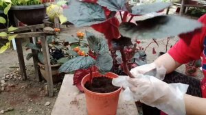 BEGONIA PLANT/BEGONIA ARABIAN SUNSET CARE/TIPS ALING DURAY CHANNEL