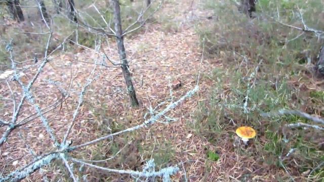 Белые грибы.День первый.Циклон Томас прошел стороной. смотреть онлайн