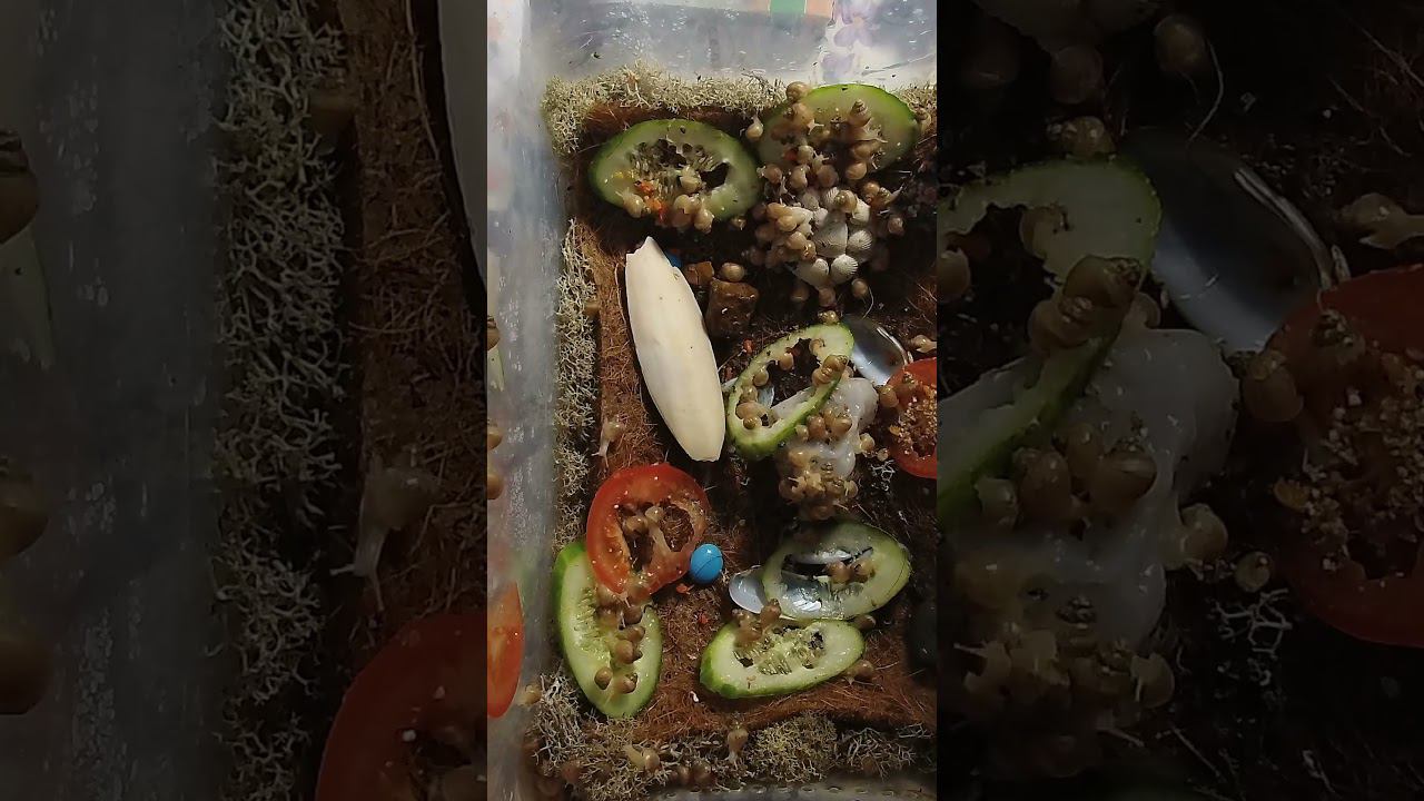 Жизнь улиток за минуту #art смотреть онлайн