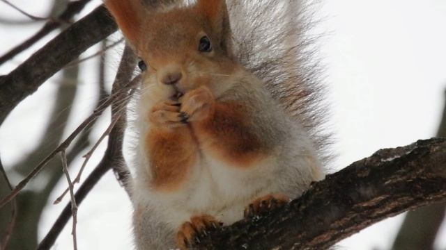 Все по серьезному белки. Дикие животные и их детеныши белка. Все по серьезному белки. Ловля белки. Все по серьезному белки.