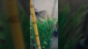 Тернеция карамелька содержание и уход