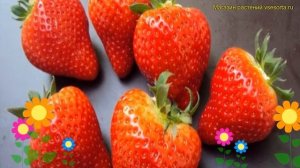 Земляника садовая Вивальди. Краткий обзор, описание характеристик fragaria ananassa Вивальди