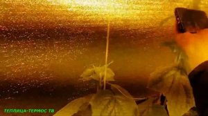 Реально или нет!? Результат выращивания огурцов зимой с досветкой | Люксы от ламп Дназ и от изофола