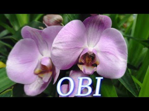 №820/ ОБЗОР красивых ОРХИДЕЙ в OBI