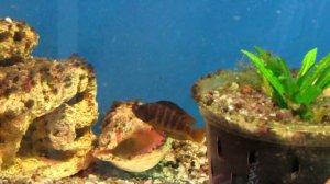 Знакомство с Альтолампрологус Копрессицепс.