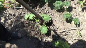 Огородный лайфхак: вместо сапки новый рыхлитель земли после полива