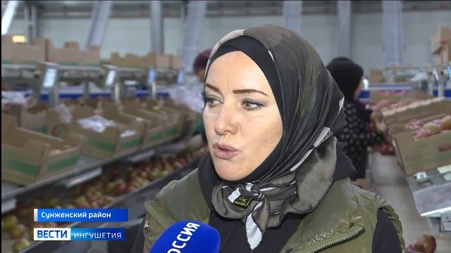 Рекордный урожай яблок собрал в этом году «Сад Гигант Ингушетия» смотреть онлайн